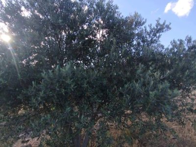 A vendre un terrain agricole à Skhira Testour