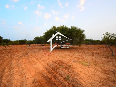 Terrain Agricole à Vendre à bekalta Monestir