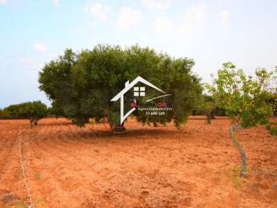Terrain Agricole à Vendre à bekalta Monestir