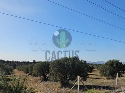 À vendre: Terrain agricole de 9460m² à Henchir Kort, Nabeul.