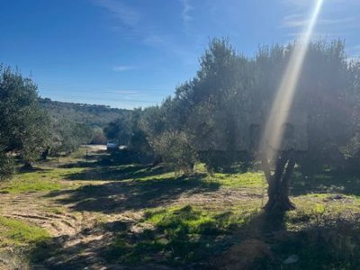À VENDRE – Terrain Idéal pour Villa d’Été à Bir Bouregba, hammamet