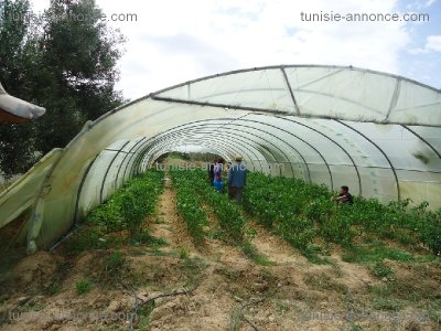 Terrain Terrain agricole à Kalaa Essghira (Kalaa Essghira) - Terrain  agricole kalaa essghira -