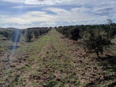 Terrain Terrain agricole à Hammamet (Hammamet) - Av 3000m à hammamet sud