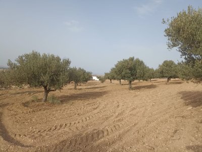 Terrain Terrain agricole à Sminja (Bir Mcherga) - 2 hectares 200 oliviers