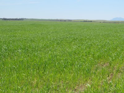 Terrain Terrain agricole à Boucha (Bir Mcherga) - Excellente 22 hectares plat