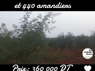 Terrain Terrain agricole à Bir Mcherga (Bir Mcherga) - Terrain 570 oliviers et 440 amandiers