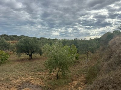 Terrain Terrain agricole à Kalaa El Kebira (Kalaa El Kebira) - Terrain el hénia dont villa inachevée