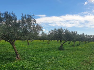 Terrain Terrain agricole à Charaf (El Haouaria) - Sania falahiah à chref el haouaria -