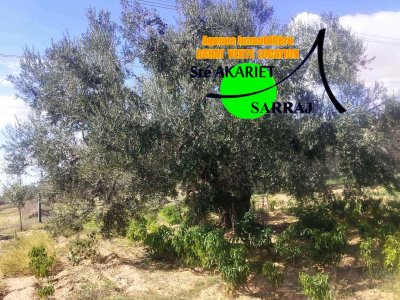 Terrain Terrain agricole à Kalaa El Kebira (Kalaa El Kebira) - Senia 5300m sur la route goudronnée kalaa kebira -