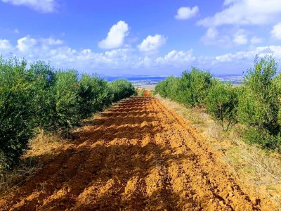 Terrain Terrain agricole à El Alia au prix de 1700000 Dinars