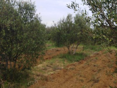Terrain Terrain agricole à Menzel Temime au prix de 380000 Dinars