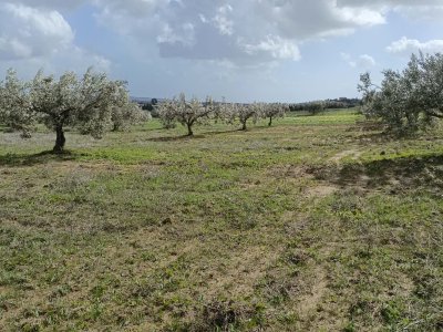 Terrain Terrain agricole à Hammamet (Hammamet) - Av terrain de 4500m à hammamet -
