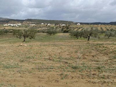 Terrain Terrain agricole à Hammamet (Hammamet) - Av 9000m avec 26 oliviers à hammamet