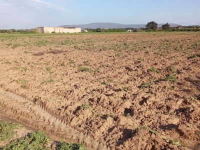 Terrain Terrain agricole à Dar Allouche (Kelibia) - 3000m2 seuelement a 120000 dt