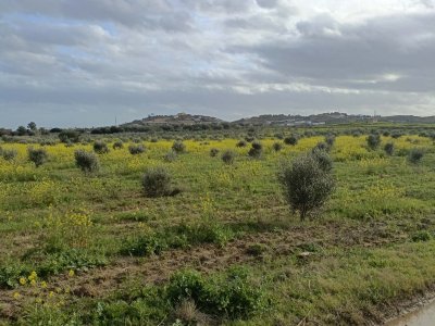 Terrain Terrain agricole à Hammamet (Hammamet) - Av terrain de 1000m à 3000m à hammamet sud