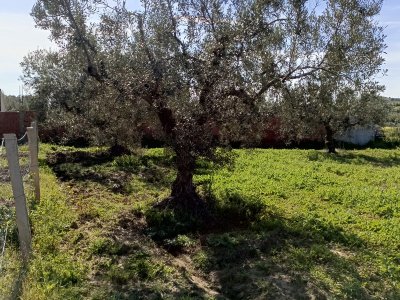 Terrain Terrain agricole à Hammamet (Hammamet) - Av 1680m clôturé à hammamet