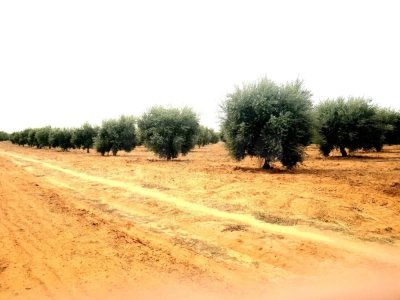 Plantation à saisir