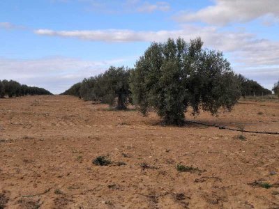 Terrain d'oliviers à Sfax