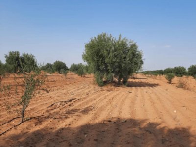 Terrain agricole Menzel Chaker