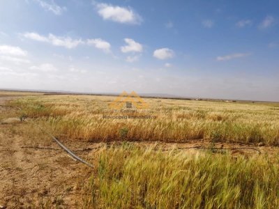 للبيع –  هنشير صبيح، معتمدية منزل الحبيب
