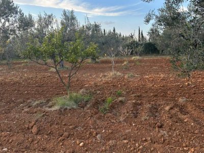 Terrain agricole à vendre à Kalaa Kebira
