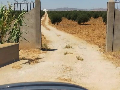 Un terrain à vendre à Enfidha Sousse 14H et demi