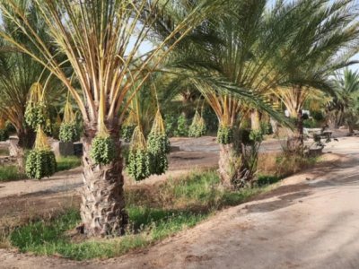 Ferme agricole 3 hectares a vendre – Jhim 2 Tozeur