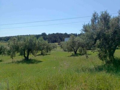 AV  terrain 9000m+120 oliviers à zaghouan 99958728