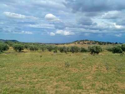 AV terrain de 4100m à zeriba zaghouan 99958728