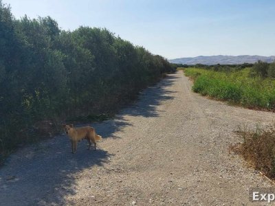 6 Hectares Utiques (6 titres de 1 hectare)
